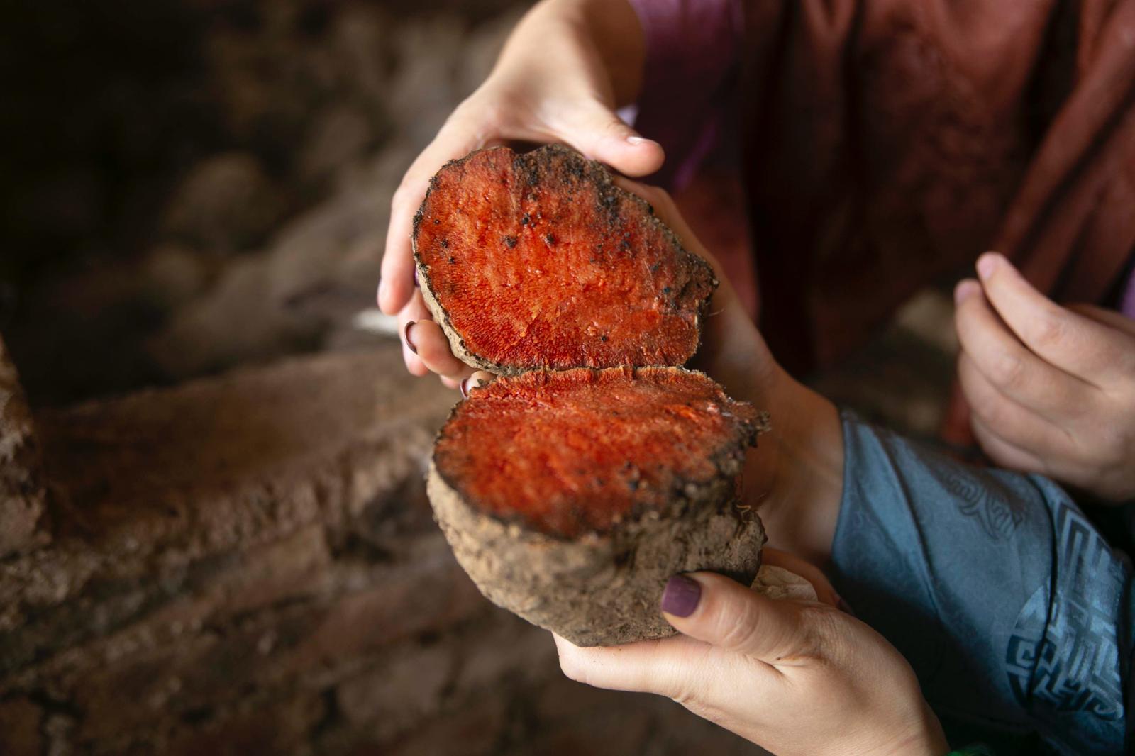 Dioscorea cirrhosa root dye